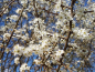 Preview: Prunus spinosa - (Schlehe),
